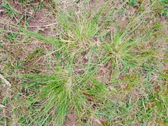 Eragrostis plana
