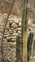 Trichocereus bridgesii