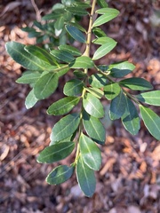 Ilex crenata