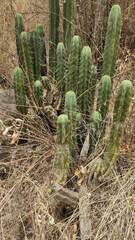 Trichocereus bridgesii