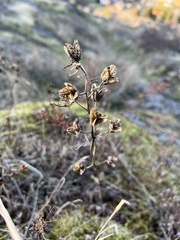 Camassia quamash