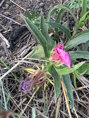 Hibiscus microcarpus