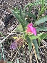 Hibiscus microcarpus