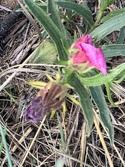 Hibiscus microcarpus