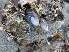 Mytilus californianus