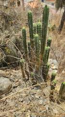 Trichocereus bridgesii