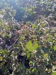 Arctostaphylos glandulosa