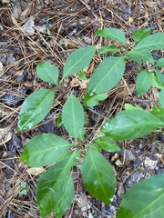 Ditrysinia fruticosa