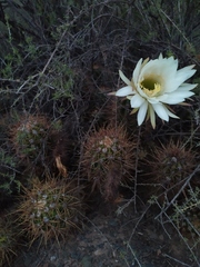 Trichocereus candicans