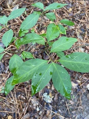 Ditrysinia fruticosa