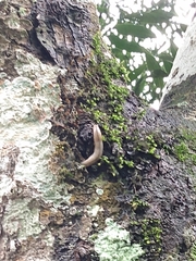 Meghimatium pictum