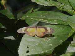 Acraea acerata