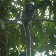 Callithrix penicillata