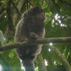 Callithrix penicillata