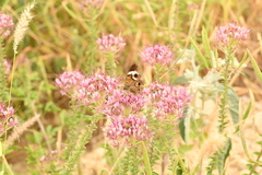 Junonia coenia coenia