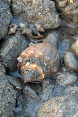 Volegalea cochlidium