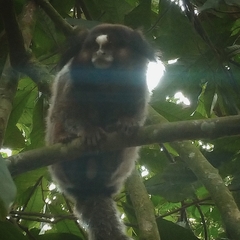 Callithrix penicillata