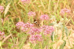 Junonia coenia coenia