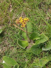 Helichrysum nudifolium