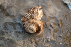 Volegalea cochlidium