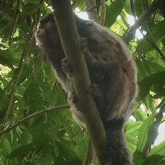 Callithrix penicillata