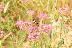 Junonia coenia coenia