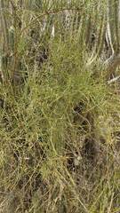Ephedra americana