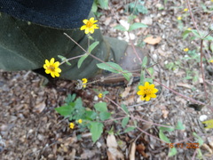 Melampodium montanum