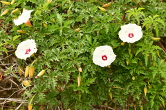 Distimake dissectus dissectus