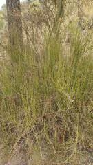 Ephedra