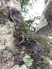 Meghimatium pictum