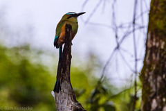 Eumomota superciliosa