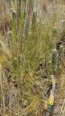 Ephedra