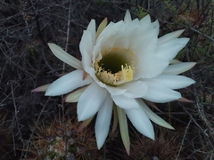 Trichocereus candicans