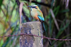 Eumomota superciliosa