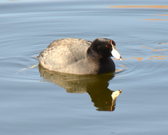 Fulica americana
