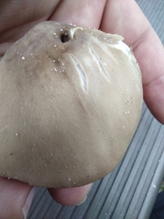 Hebeloma crustuliniforme