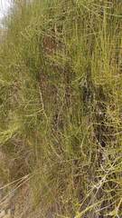 Ephedra americana