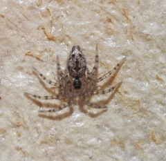 Oecobius maculatus