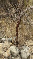 Polylepis