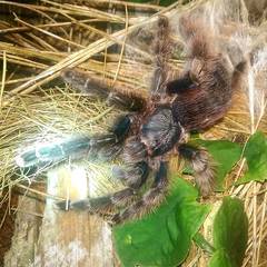 Avicularia avicularia