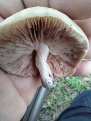 Hebeloma crustuliniforme
