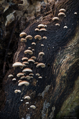 Deconica horizontalis