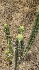 Trichocereus bridgesii