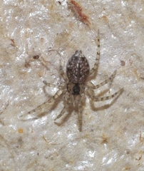Oecobius maculatus