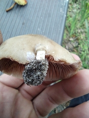 Hebeloma crustuliniforme