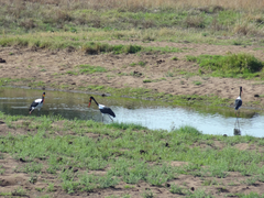 Ephippiorhynchus senegalensis