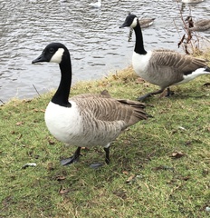 Branta canadensis