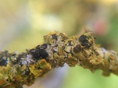 Xanthoriicola physciae