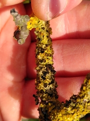 Xanthoriicola physciae